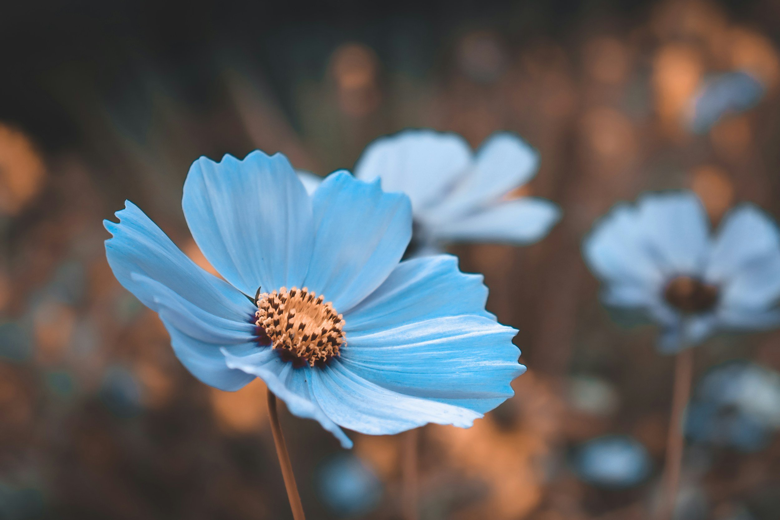 A field of blue flowers with a softly blurred background, creating a serene and tranquil atmosphere.